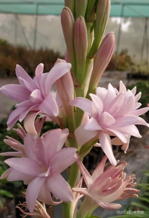 Polianthes tuberosa flower7.jpg
